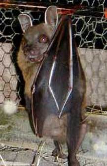 buddy-the-fruit-bat